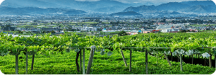 山梨県