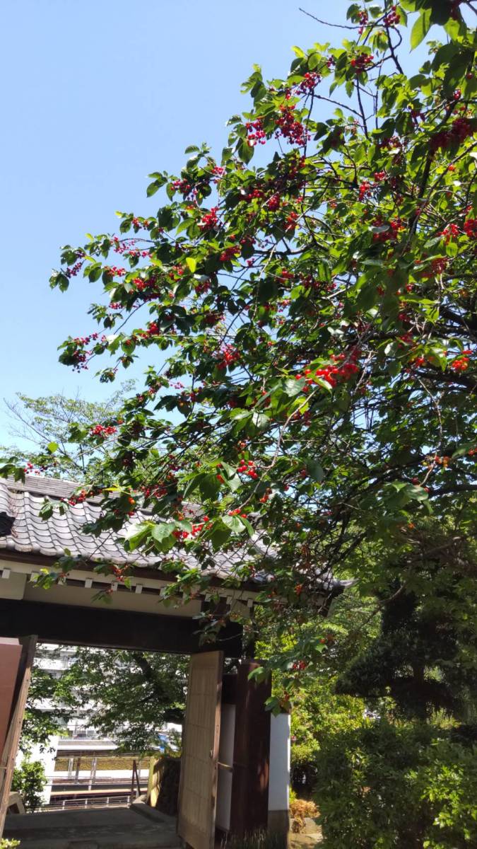 圓福寺