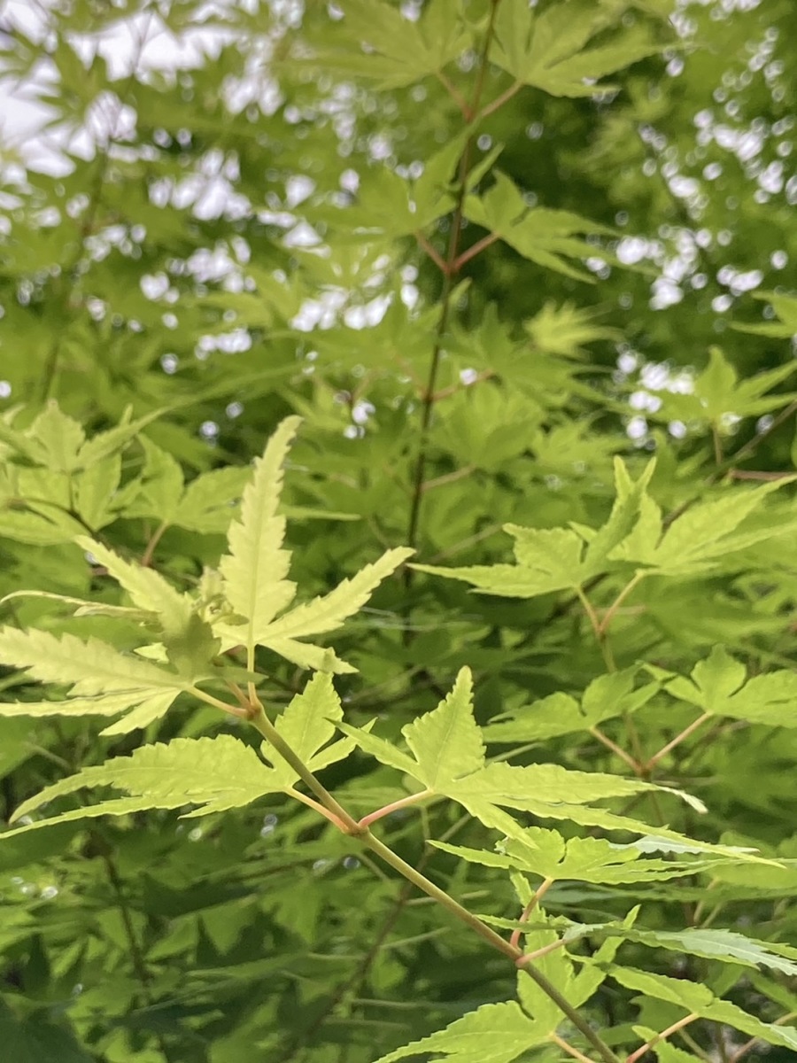 般若院