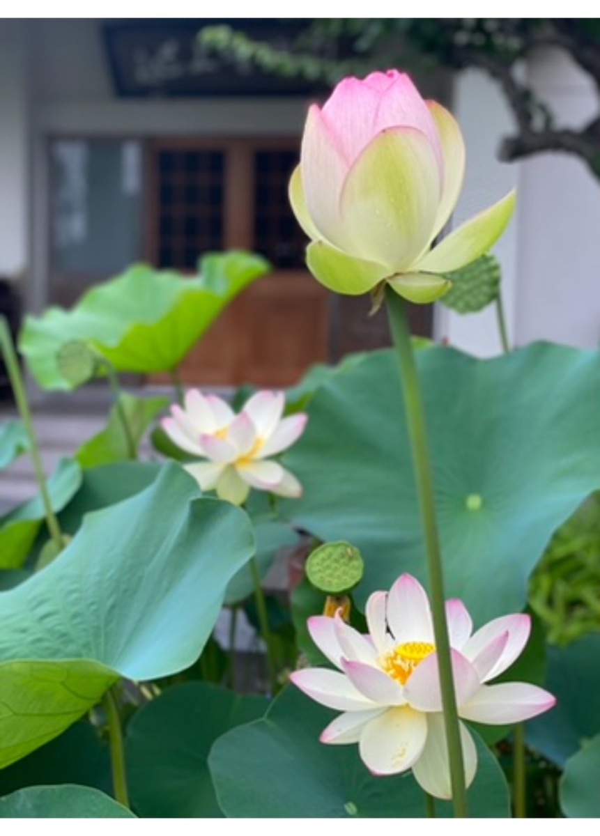 自證寺